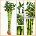 China Lucky Bamboo Dracaena Sanderiana Spiral Bamboo 4