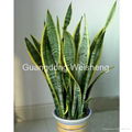 Sansevieria Trifasciata Prai 2