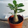 Adenium Obesum, Desert Rose 1