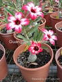 Adenium Obesum, Desert Rose 2