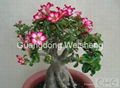 Adenium Obesum, Desert Rose 3