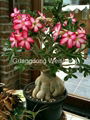 Adenium Obesum, Desert Rose 4