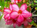 Adenium Obesum, Desert Rose 5