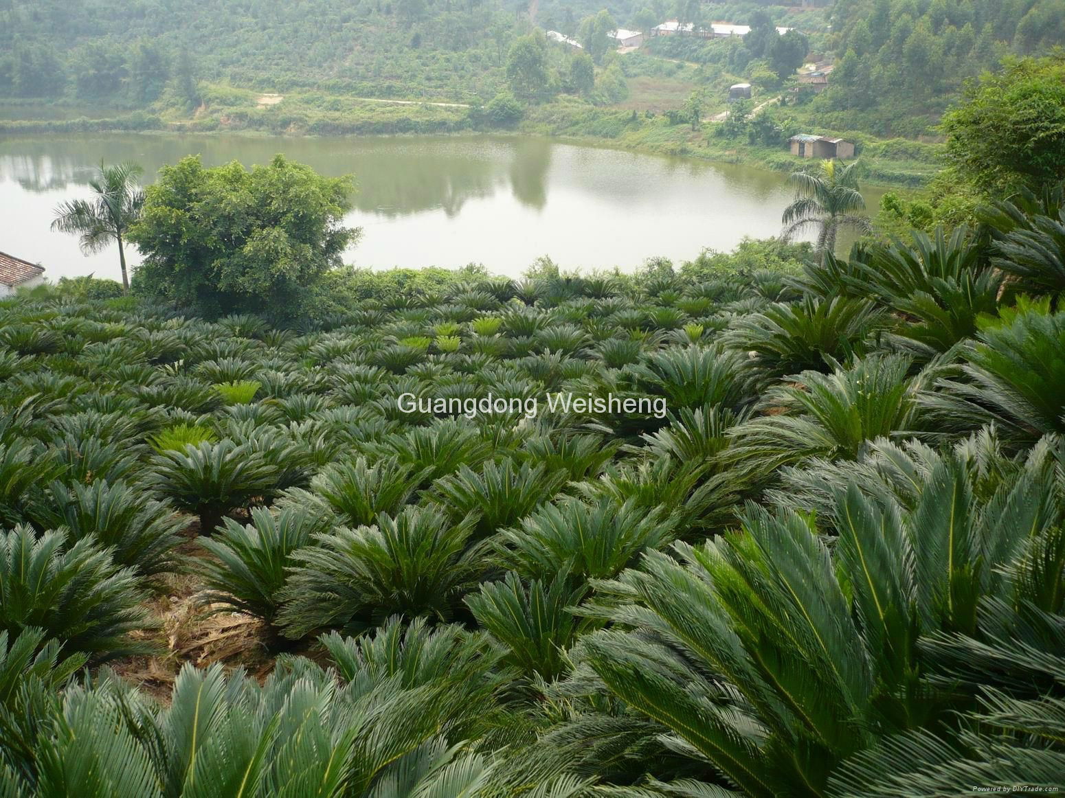 Cycas revoluta 3