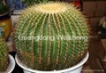 Echinocactus Grusonii Golden Ball 2