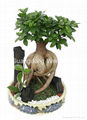 High Quality Ornamental Ficus Bonsai