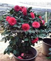  Camellia japonica 3