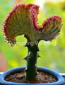 Euphorbia lactea  3