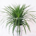 Dracaena Angustifolia 1