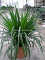 Dracaena Angustifolia 2