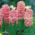 Hyacinthus orientalis 1