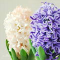 Hyacinthus orientalis 2