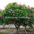 Plumeria rubra