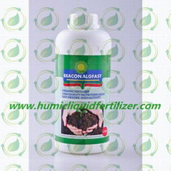 Algfast Concentrated Seaweed Extract Liquid Fertilizer