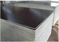 High Quality Film Faced Plywood for