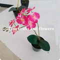 Decorative artificial butterfly orchid with 9 colors 1