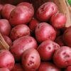 Holland fresh farm potatoes for sale 