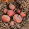 Holland fresh farm potatoes for sale  2