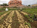 Holland fresh farm potatoes for sale  3