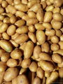  fresh farm potatoes for sale  2