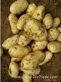 Netherlands  fresh farm Potatoes  for sale  1