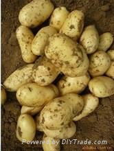 Netherlands  fresh farm Potatoes  for sale