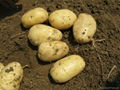 Netherlands  fresh farm Potatoes  for sale  2