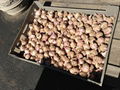 Netherlands  fresh farm Potatoes  for sale  5