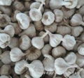 Fresh Farm Garlic for sale