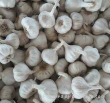 Fresh Farm Garlic for sale 