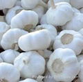 Fresh Farm Garlic for sale  2