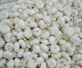 Fresh Farm Garlic for sale  3