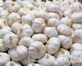 Fresh Farm Garlic for sale  4