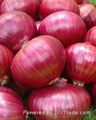 Best quality Onions  1