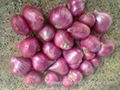 Best quality Onions  2