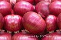 Best quality Onions  3