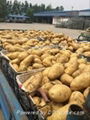 2016 new farm fresh yellow potato