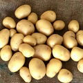 2016 new farm fresh yellow potato (Holland ) 3