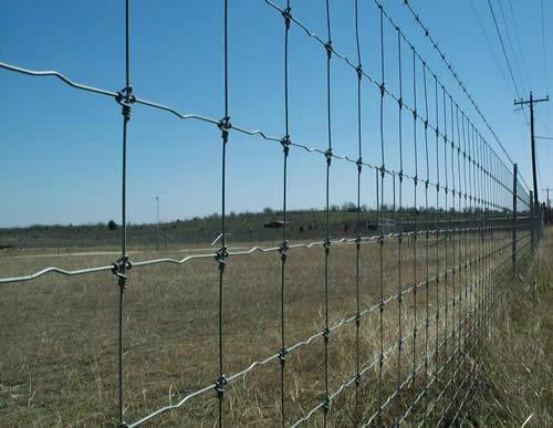 Cattle Fence 3