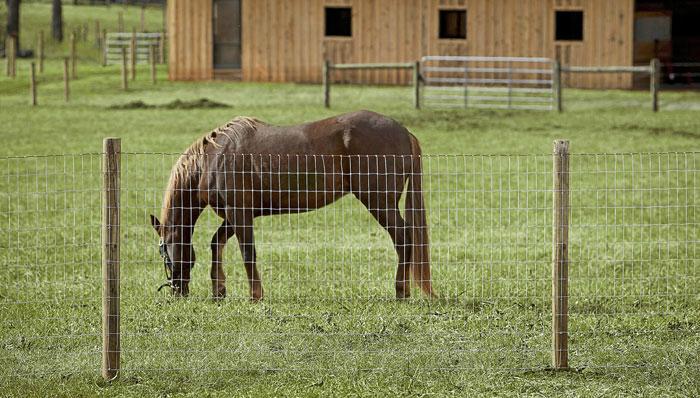 Cattle Fence 4