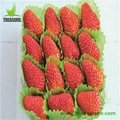 Fresh Strawberry 2