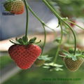 Fresh Strawberry 4