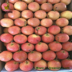 Fresh Nanguo Pear From Liaoning Province, China