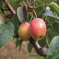 Liaoning Specialty of Fresh Nanguo Pear 1