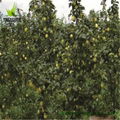 Liaoning Specialty of Fresh Nanguo Pear 3