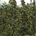 Fresh Nanguo Pear Only Produce in