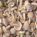 IQF Frozen Pholiota Nameko 1