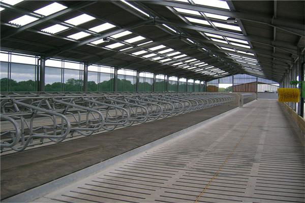 Agriculture Steel Structure Dairy Cattle House Cow Shed