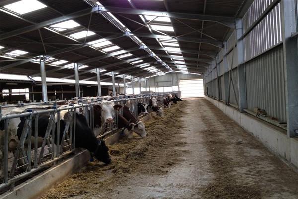 Agriculture Steel Structure Dairy Cattle House Cow Shed 2