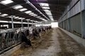 Agriculture Steel Structure Dairy Cattle House Cow Shed